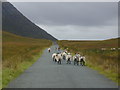 B9615 : Sheep by Meenbog Hill by Chris Gunns
