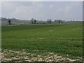 Farmland, Ibthorpe