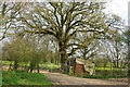 Shack under an oak