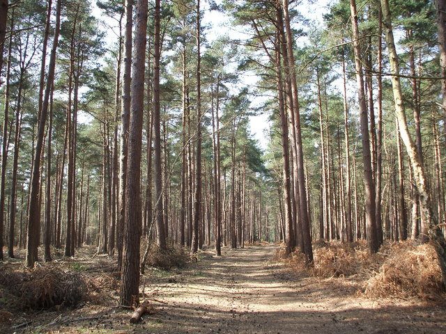 Conifer Plantation in Roydon Woods © Gillian Thomas cc-by-sa/2.0 ...