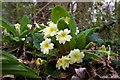 Primula vulgaris