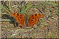 Comma