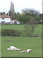 Grazing (or Lazing?), Kingswood, Staffordshire