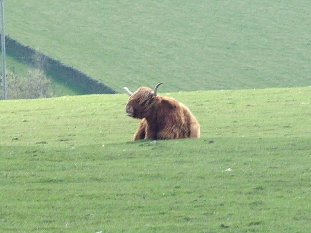 Highland cow on Moralee Fell