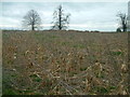 Field of overdone corn