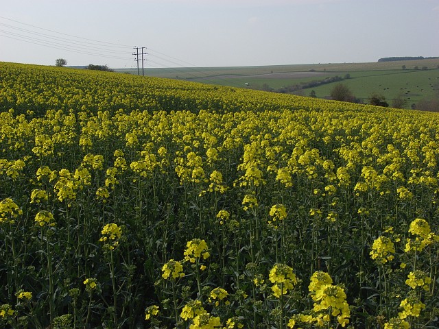 Oil-seed rape, Enford On flatter ground above a steep band of downland. The valley west of Compton is to the right.