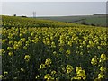 Oil-seed rape, Enford