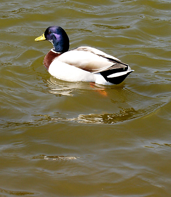 Mallard Duck on JCB lakes