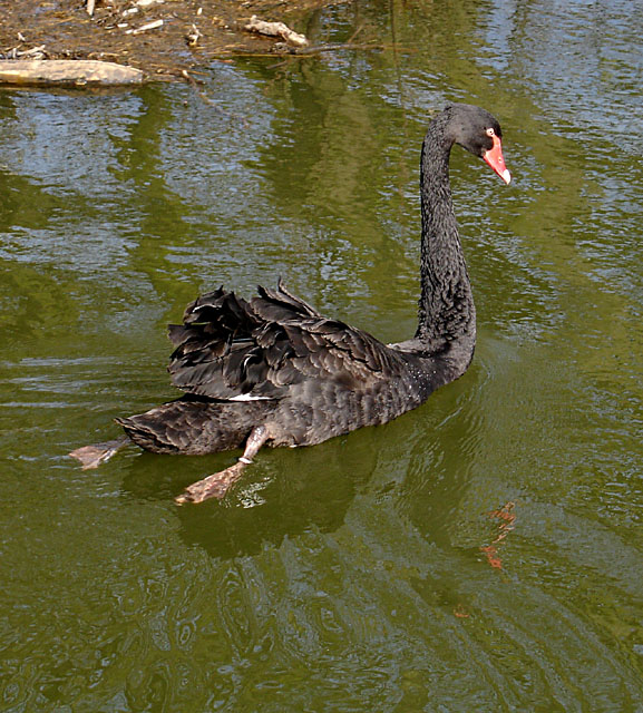 Black Swan on the River Churnet
