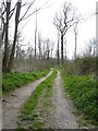 Woodland near Leaveland Court