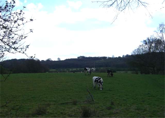 Across the fields to Burgess's Wood