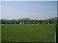 SS4888 : Sheep grazing in field by David Sharp