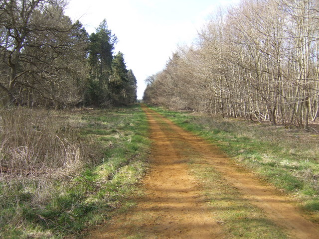 Forest road