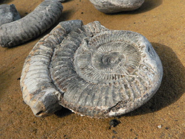 Ammonite at Port Mulgrave