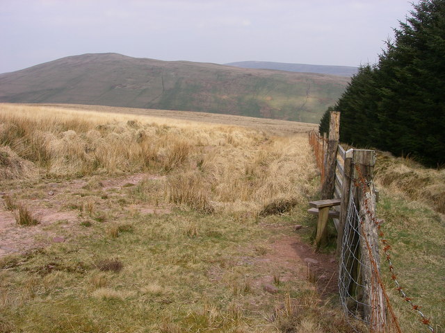 Plas-y-gors Forest edge