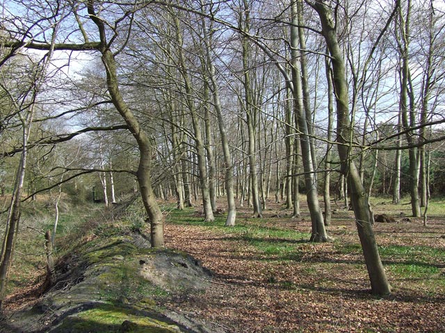 Woods by old Railway, Pillaton, Staffordshire