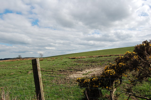 Gorse and farmland near Greenfield