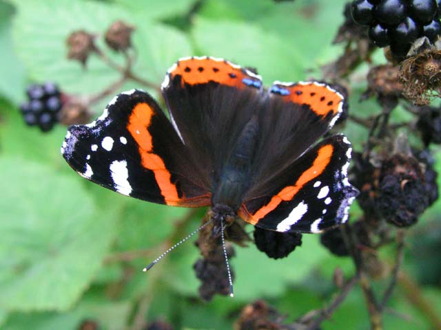 Red Admiral butterfly on bramble