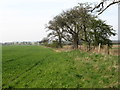 Bridleway near North Cowton Grange