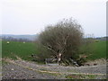 Tir Amaethyddol uwchben Llanilar / Farmland above Llanilar