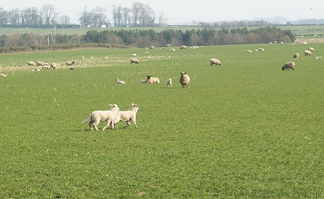 Sheep and lambs grazing