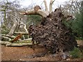 Fallen beech tree, Burley Rocks, New Forest