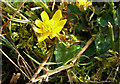 NS3404 : Lesser Celandine by Mary and Angus Hogg