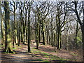 Broad Hey Wood Ramsbottom