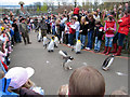 The penguin parade, Edinburgh zoo.