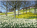 NJ9203 : Sea of Daffodils at Kaimhill by Colin Smith