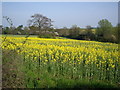 Rape Field