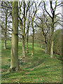 Footpath Through the Trees, Hartsgreen, Shropshire