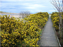 NJ9509 : Boardwalk at Donmouth Nature Reserve by Colin Smith