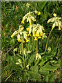 Cowslips outside Newton Hanzards Plantation