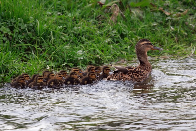 Early spring ducklings at Fifield Bavant