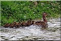 SU0124 : Early spring ducklings at Fifield Bavant by Simon Barnes