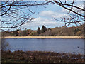 Reed Beds at Forfar Loch