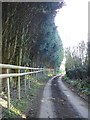 Tall cypress hedge on Pested Road