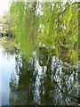 Weeping willow, Wilton, Wiltshire