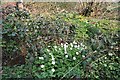 Wood Anemones and Marsh Marigolds