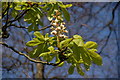 Horse chestnut, Glynn