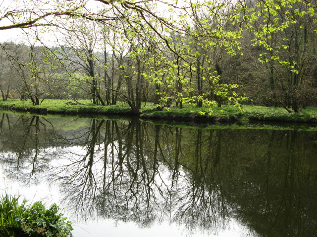 River Tavy, Reflections of the Trees