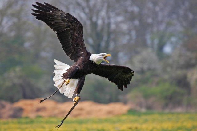 Bald Eagle, Hawk Conservancy, Andover © Simon Barnes cc-by-sa/2.0 ::  Geograph Britain and Ireland