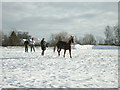 Training a horse on Harlow Common