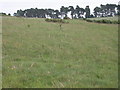 TF7900 : Acid grassland at Gooderstone Warren by Simon Mortimer