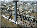 General view looking over the sheep pens