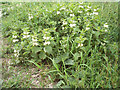 Dead Nettle (Lamium album)