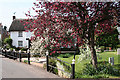 Thorverton: cherry tree