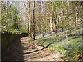 Bluebells in mid-April, Cromwell Wood Lane, Southowram