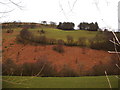 Russet hillside